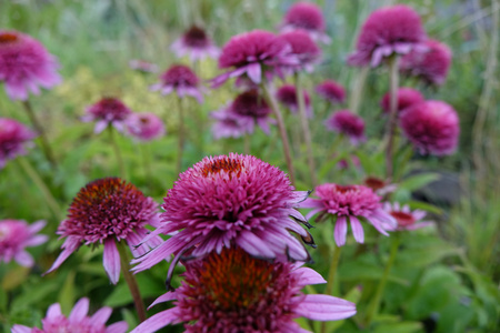 Echinacea purpurea 'Butterfly Kisses' Jeżówka purpurowa 'Butterfly Kisses' 1,5 L