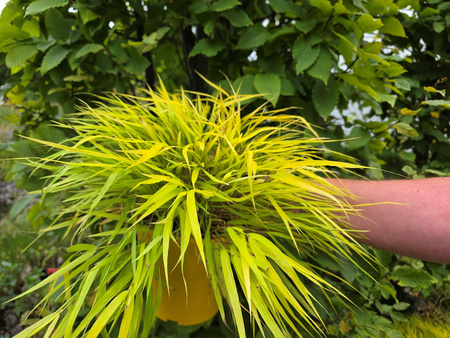 Hakonechloa macra 'All Gold' 2L
