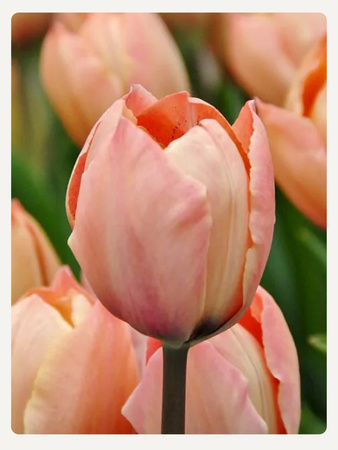 Tulipan Salmon van eijk 12+