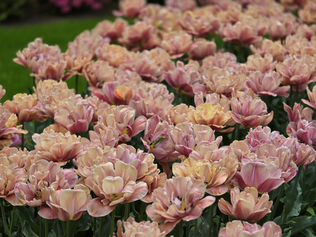 Tulipan Belle Epoque 12+