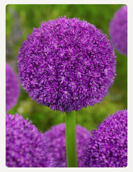 Czosnek ozdobny Ambassador, Allium Ambassador 28/30