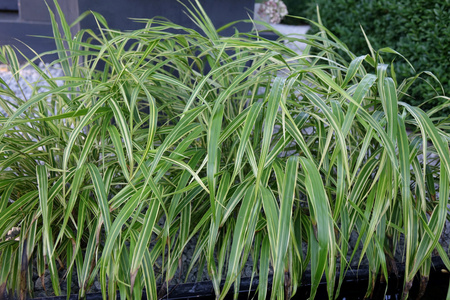 Hakonechloe macra 'Albostriata' , Hakonechloe 'Albostriata' 1L