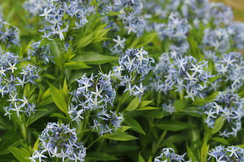 Amsonia tabernaemontan, Amsonia nadreńska niebieska 1,5L
