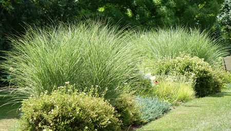 Miscanthus sinensis 'Morning Light' Miskant 'Morning Light' 1,5L