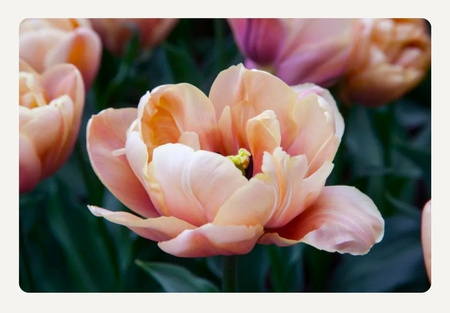 Tulipan Belle Epoque 12+