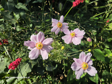 Anemone x hybrida 'Konigin Charlotte' , Zawilec japoński 'Konigin Charlotte' 2L