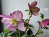 Helleborus Lulu – HGC Winter Ballet