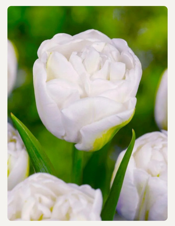 Tulipan Mount Tacoma 10/11