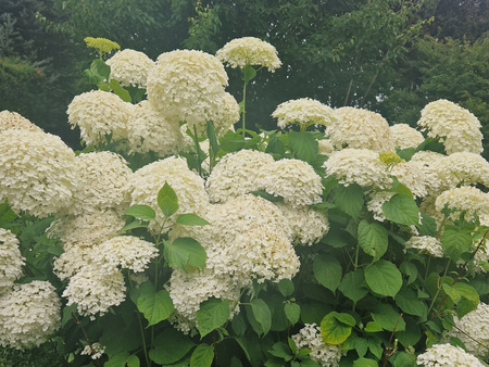 Hydrangea arborescens 'Strong Annabelle'   , hortensja drzewkowata 'Strong Annabelle'  3L