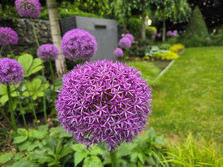 Czosnek ozdobny Globemaster 26+