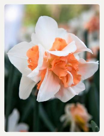 Narcissus Replete 14/16