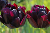 Tulipan Black Hero 12+