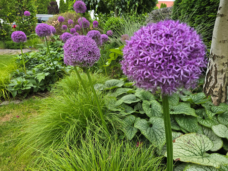 Czosnek ozdobny Globemaster 26+