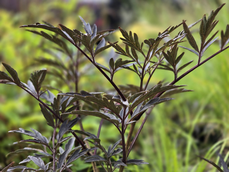 Sambucus nigra Eva 'Black Lace' , Bez czarny Eva 'Black Lace'