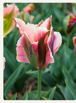 Tulipan Pink Artist 12+