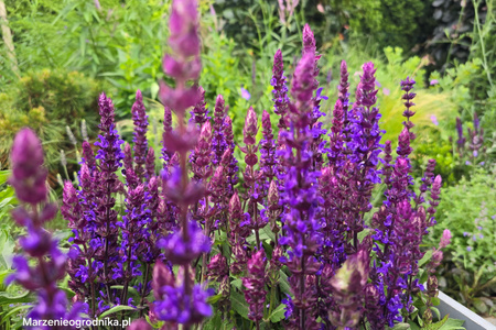 Salvia nemorosa 'Salvatore Blue' , Szałwia omszona 'Salvatore Blue'