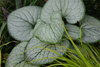 Brunnera macrophylla ‘Silver Heart’ Brunera wielkolistna ‘Silver Heart’