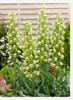 Fritillaria persica alba 20+