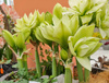 Hippeastrum Marylin 32/34