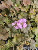 Geranium hybridum 'Dusky crug' , Bodziszek 'Dusky crug'