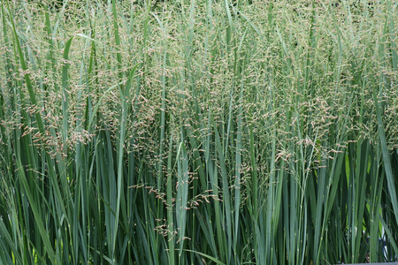 Panicum virgatum 'Northwind', Proso rózgowate 'Northwind' 2L
