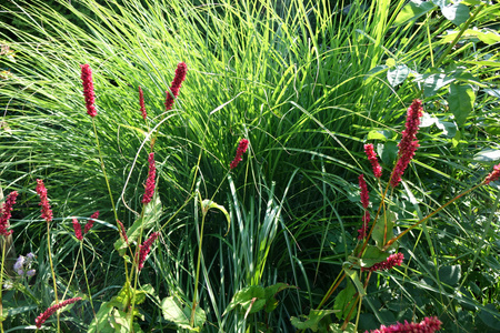 Polygonum amplexicaule 'Fat Domino' , Rdest himalajski 'Fat Domino' 3L