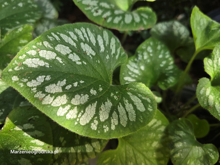 Brunnera macrophylla ‘Emerald mist',  brunera wielkolistna ‘Emerald mist'