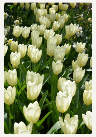 Tulipan Purissima