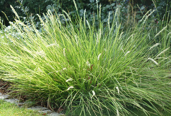 Sesleria autumnalis sesleria jesienna 1,5 L