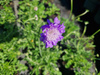 Scabiosa columbaria Butterfly Blue, Drakiew gołębia 'Butterfly Blue’ 1,5 L