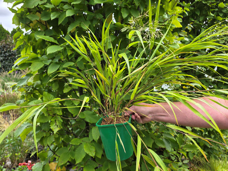 Hakonechloa macra 'Greenhills' 2 L