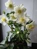 Helleborus HGC Winter Ballet White