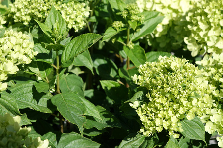 Hydrangea paniculata 'Little Lime' , Hortensja bukietowa 'Little Lime' 3L