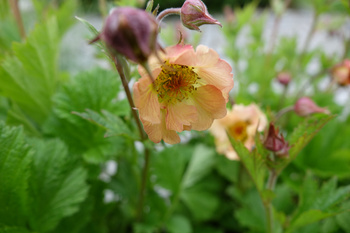 Geum 'Mai Tai', Kuklik 'Mai Tai' 1,5 L