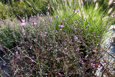 Verbena officinalis 'Bampton' Werbena pospolita 'Bampton' 1 L