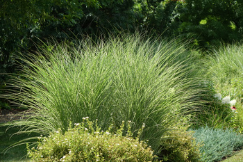 Miscanthus sinensis 'Morning Light' Miskant  'Morning Light'  1,5L