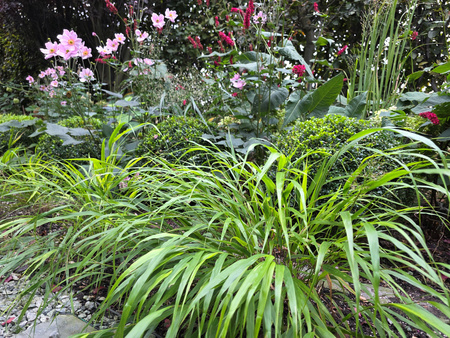 Hakonechloa macra 'Greenhills' 2 L