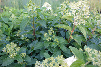 Hydrangea paniculata 'Silver Dollar' , Hortensja bukietowa 'Silver Dollar' 3L