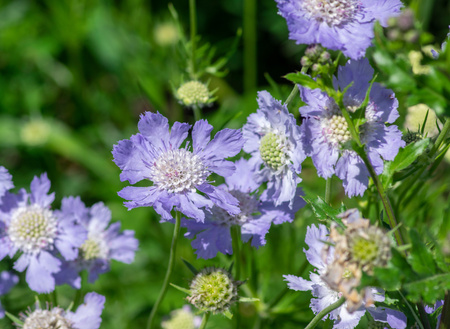 Scabiosa caucasia ‘Perfecta’ Drakiew kaukaska ‘Perfecta’