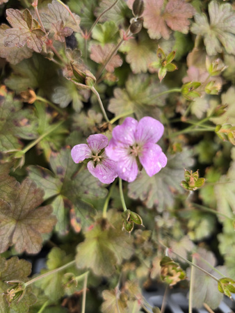 Geranium hybridum 'Dusky crug' , Bodziszek 'Dusky crug'