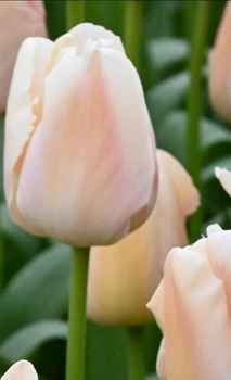 Tulipan Apricot Pride 12+