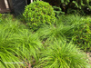 Carex montana 'Raureif' 1,2L