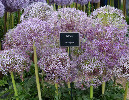 Czosnek ozdobny Christophii, Czosnek Krzysztofa 14/16