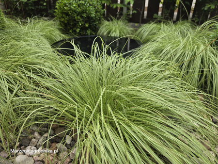 Carex montana 'Raureif' 1,2L