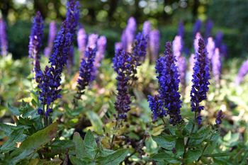 Szałwia omszona 'Sensation   Compact Deep Blue'