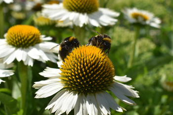 Echinacea 'Meditation White',Jeżówka Meditation White 2L