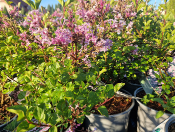 Syringa meyeri 'Palibin' , Lilak meyera 'Palibin' 2L