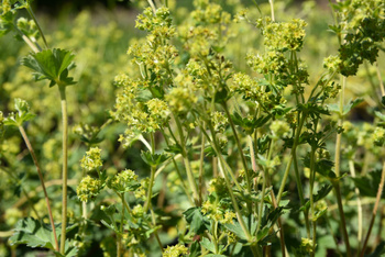Alchemilla erythropoda, Przywrotnik czerwonołodygowy