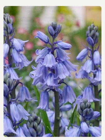 Hyacinthoides blue hispanica , hiacyntowiec hiszpański niebieski 10/11