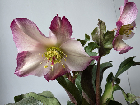 Hellebours Early Rose